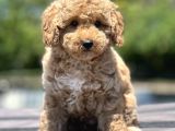 Bebek Surat Toy Poodle Yavrular