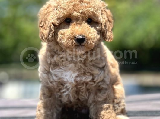 Bebek Surat Toy Poodle Yavrular