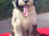 Blue Merle Mavi Göz Bernedoodle Amerikan Gen