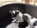 Çiftlikten Kısa Bacak Jackrussel Yavrular (Sdk)