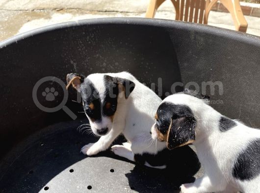 Çiftlikten Kısa Bacak Jackrussel Yavrular (Sdk)