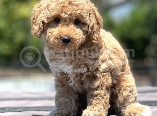 Bebek Surat Toy Poodle Yavrular görsel