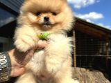 En Güzel Pomeranian Boo Yavrular