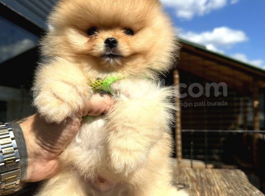 En Güzel Pomeranian Boo Yavrular