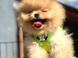 En Güzel Pomeranian Boo Yavrular