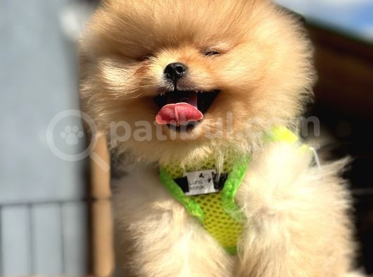 En Güzel Pomeranian Boo Yavrular görsel