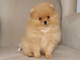 Pomeranian Erkek