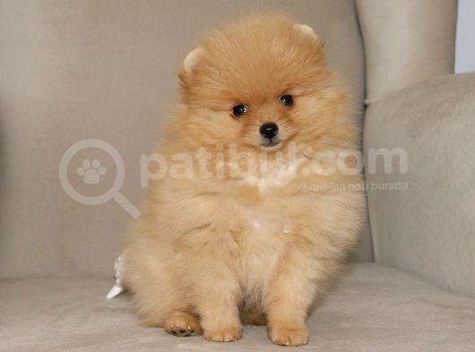 Pomeranian Erkek