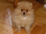 Pomeranian Erkek