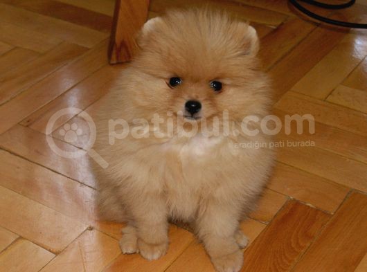 Pomeranian Erkek görsel