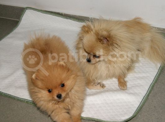 Pomeranian Erkek görsel