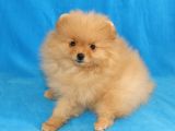 Pomeranian Erkek