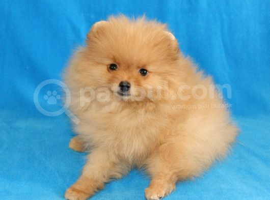 Pomeranian Erkek görsel