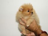 Pomeranian Erkek