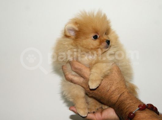 Pomeranian Erkek görsel