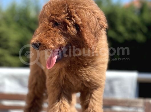 Red Brown Labradoodle Özel Dizayn Irk Yavrular görsel