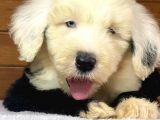 Bobtail Mavi Göz Nadir Renk Yavrumuz