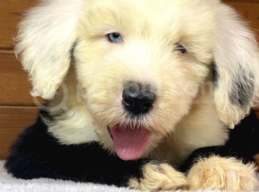 Bobtail Mavi Göz Nadir Renk Yavrumuz görsel