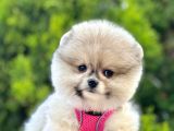 Renk Renk Pomeranian Boo Yavrular