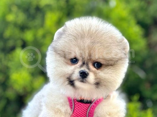 Renk Renk Pomeranian Boo Yavrular görsel