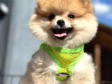 Ayı Surat Orange Pomeranian Boo Irk Ve Sağlık Garantili