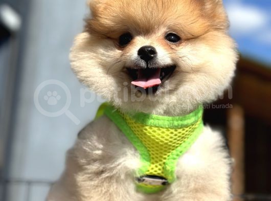 Ayı Surat Orange Pomeranian Boo Irk Ve Sağlık Garantili görsel