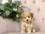 Dizayn Irk Sevimli Maltipoo Yavrular