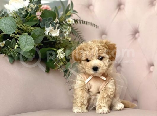 Dizayn Irk Sevimli Maltipoo Yavrular