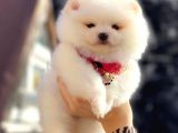 Kusursuz Karbeyaz Pomeranian