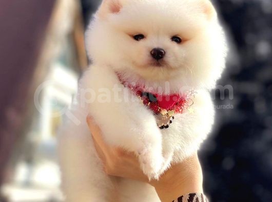 Kusursuz Karbeyaz Pomeranian görsel