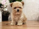Maltipoo Multigen Tüy Dökmeyen Irk Nadir Güzellik