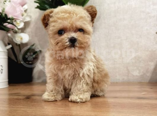 Maltipoo Multigen Tüy Dökmeyen Irk Nadir Güzellik görsel