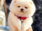 Kusursuz Karbeyaz Pomeranian