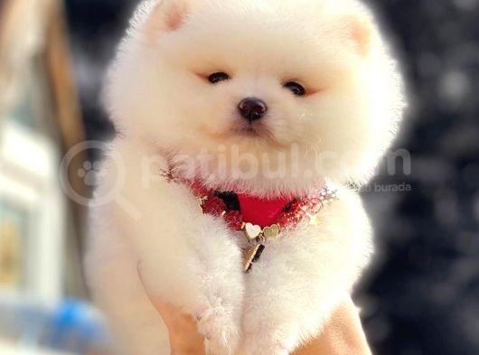 Kusursuz Karbeyaz Pomeranian görsel