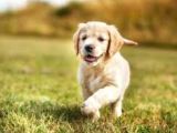 Bebek Suratli Golden Retriever Yavrular