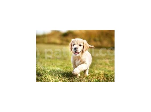 Bebek Suratli Golden Retriever Yavrular