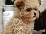 Maltipoo Multigen Tüy Dökmeyen Irk Nadir Güzellik