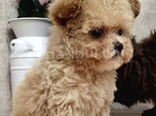 Maltipoo Multigen Tüy Dökmeyen Irk Nadir Güzellik görsel