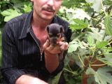 Hari̇ka Kali̇tede Yorkshi̇re Terri̇er Yavrularimiz