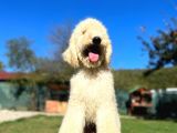 Dev Poodle Nadir Güzellik Tüy Dökmeyen Yavrular