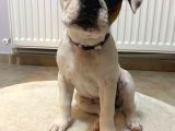French Bulldog Güzeller Güzeli̇ Di̇şi̇ Yavrular