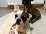 French Bulldog Güzeller Güzeli̇ Di̇şi̇ Yavrular