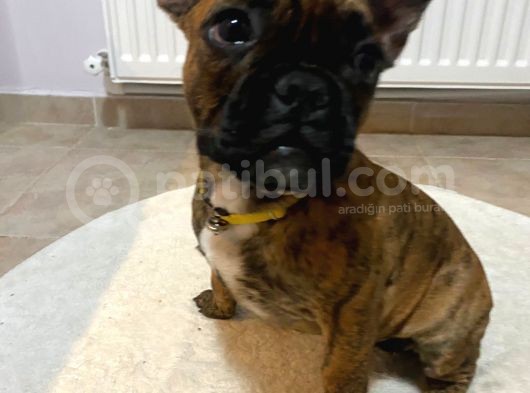 French Bulldog Güzeller Güzeli̇ Di̇şi̇ Yavrular görsel
