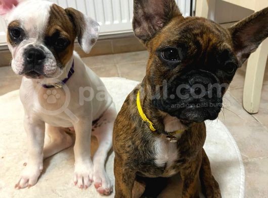 French Bulldog Güzeller Güzeli̇ Di̇şi̇ Yavrular görsel