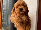 Tatlı Mı Tatlı Toy Poodle Yavrularım