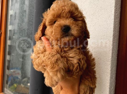 Tatlı Mı Tatlı Toy Poodle Yavrularım görsel