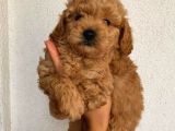 Tatlı Mı Tatlı Toy Poodle Yavrularım