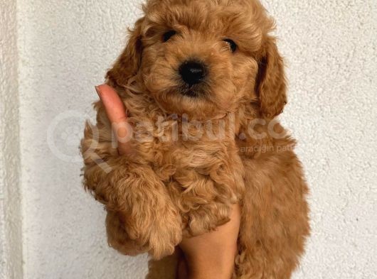 Tatlı Mı Tatlı Toy Poodle Yavrularım görsel