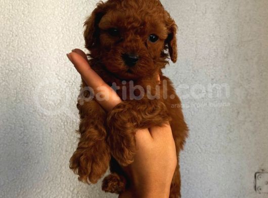 Tatlı Mı Tatlı Toy Poodle Yavrularım görsel
