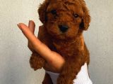 Tatlı Mı Tatlı Toy Poodle Yavrularım